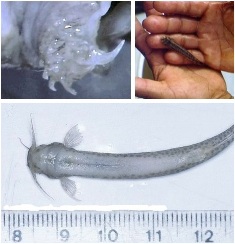 candiru