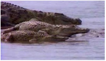 cocodrilo gigante