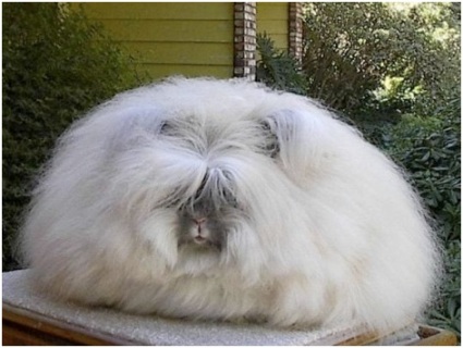 conejo angora