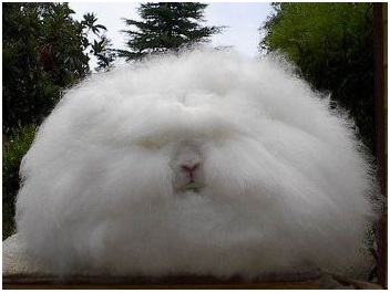 conejo gigante 2