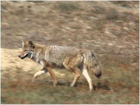 coyote