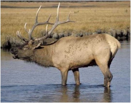 elk