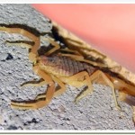 escorpion dorado