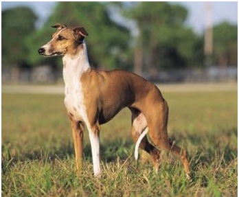galgo