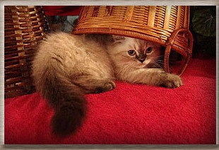 gato