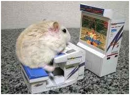 hamster