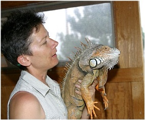 iguana