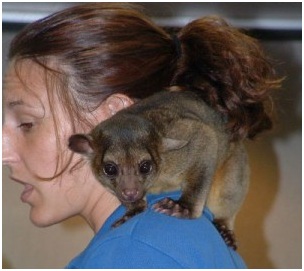 kinkajou