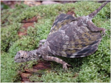 lagarto volador