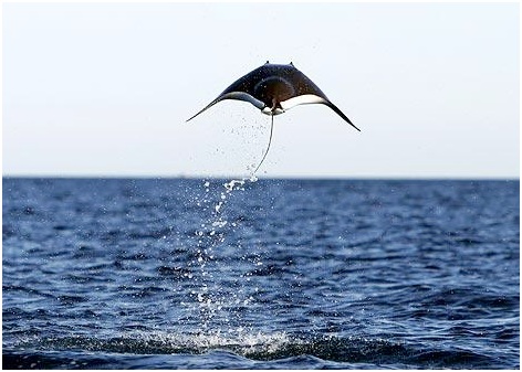 manta raya voladora