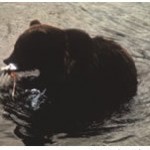 oso gris