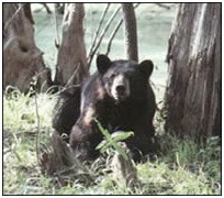 oso negro