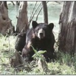 oso negro