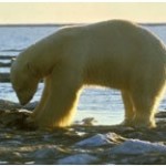 oso polar