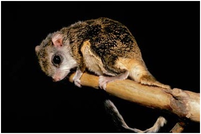 palanger volador
