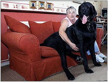 perro gigante