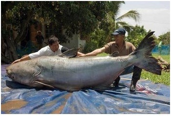 pez gigante