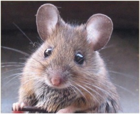 raton