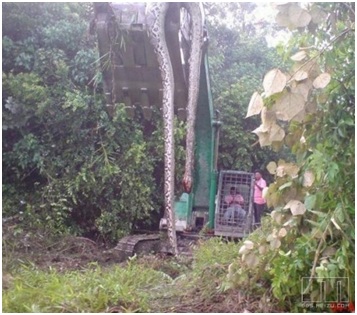 serpiente gigante