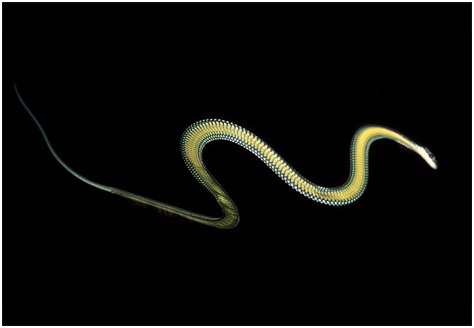 serpiente voladora