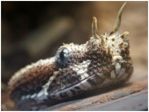 serpiente