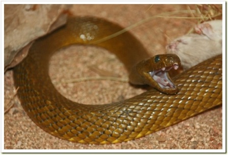 taipan