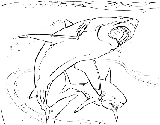 tiburones para colorear