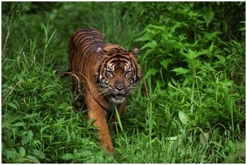tigre