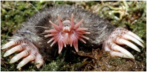 topo estrellado