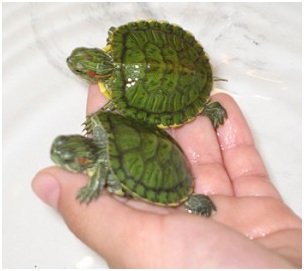 tortuga