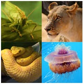 vertebrados e invertebrados