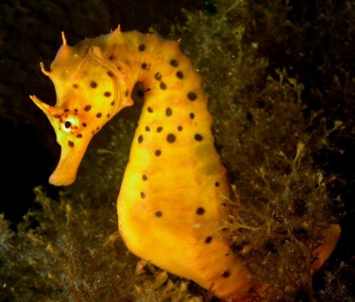 animales caballitos de mar