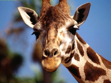 Animals Giraffes_Ready For My Close-Up