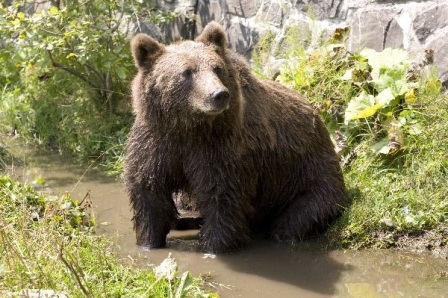 animales osos