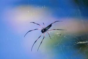 araña