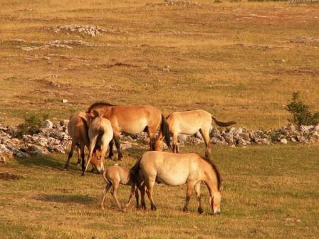 Caballos de Przewalski 