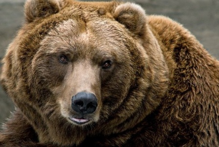 oso grizlis oso grizlis