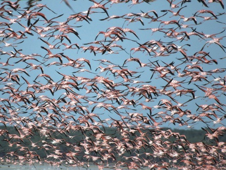 flamencos volando