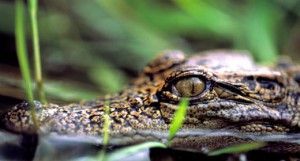 cocodrilo siames