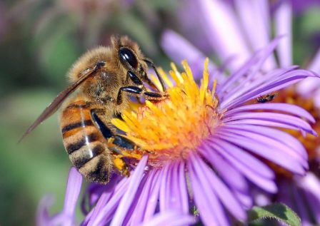 abeja de la miel