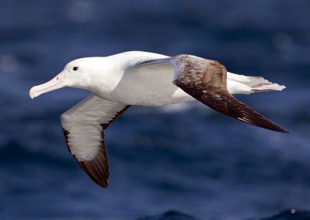 albatros