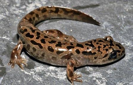 salamandra